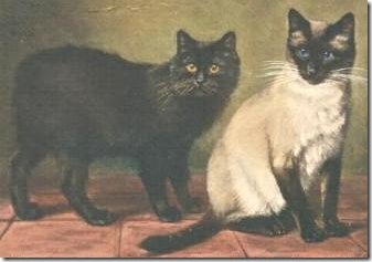 Manx Cat Breeding History Manx Cat Breeding History